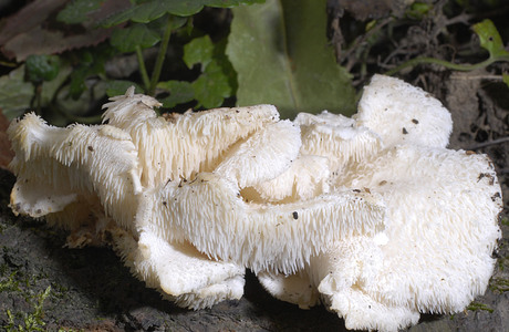 Dorniger Stachelbart (Hericium cirrhatum ) - © Heinz Prelicz Dorniger Stachelbart (Hericium cirrhatum ) - © Heinz Prelicz
